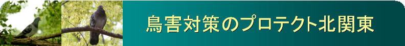鳥害対策のプロテクト北関東